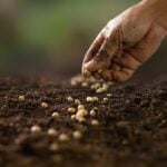 Seed Gathering Season 2026