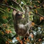 International Sloth Day 2026