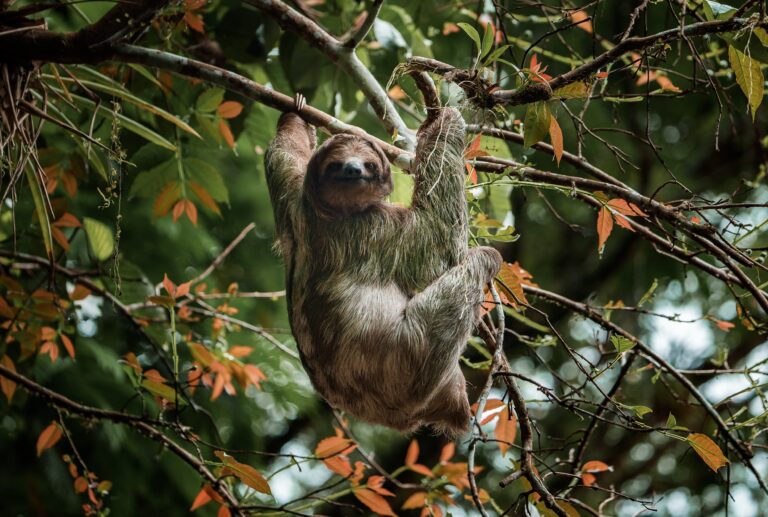 International Sloth Day 2026