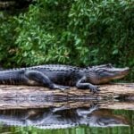 National Alligator Day