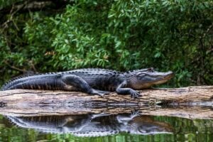 National Alligator Day