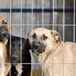 Humane Society Anniversary Day