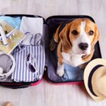 National Pet Travel Safety Day