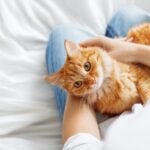 National Cat Lovers’ Month