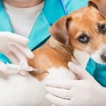 National Chip Your Pet Month