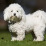 Coton de Tulear Day