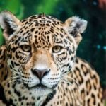 International Jaguar Day
