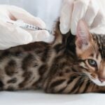 National Pet Vaccination Month