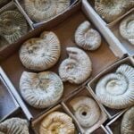 National Fossil Day in the USA 2026