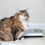 National Pet Obesity Awareness Day USA 2026