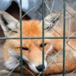 Fur-Free Friday