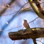 International Dawn Chorus Day 2026