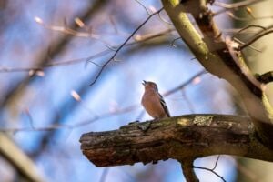 International Dawn Chorus Day 2026