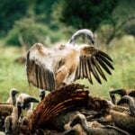 International Vulture Awareness Day