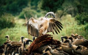 International Vulture Awareness Day