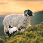 Shetland Wool Week 2026
