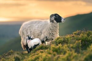 Shetland Wool Week 2026