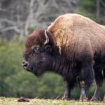 National Bison Day 2026