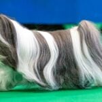 Crufts 2026