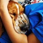 National Hug Your Hound Day
