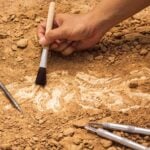 Festival Of British Archaeology 2026