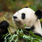 National Panda Day