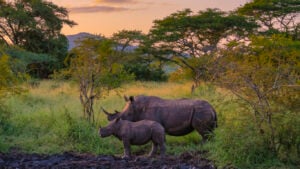 Endangered Species Day 2026