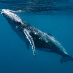 World Whale Day