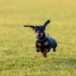 National Dachshund Day