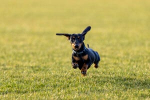 National Dachshund Day