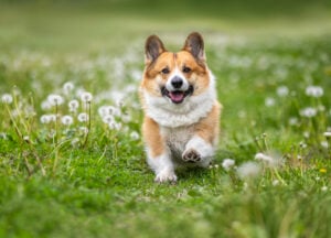 National Corgi Day