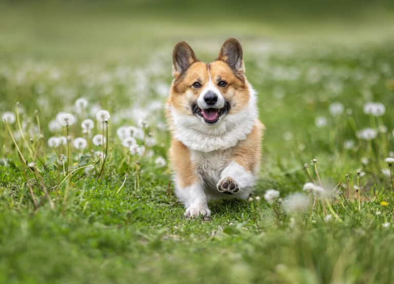 National Corgi Day 2026: 4 June 2026 | Awareness Days