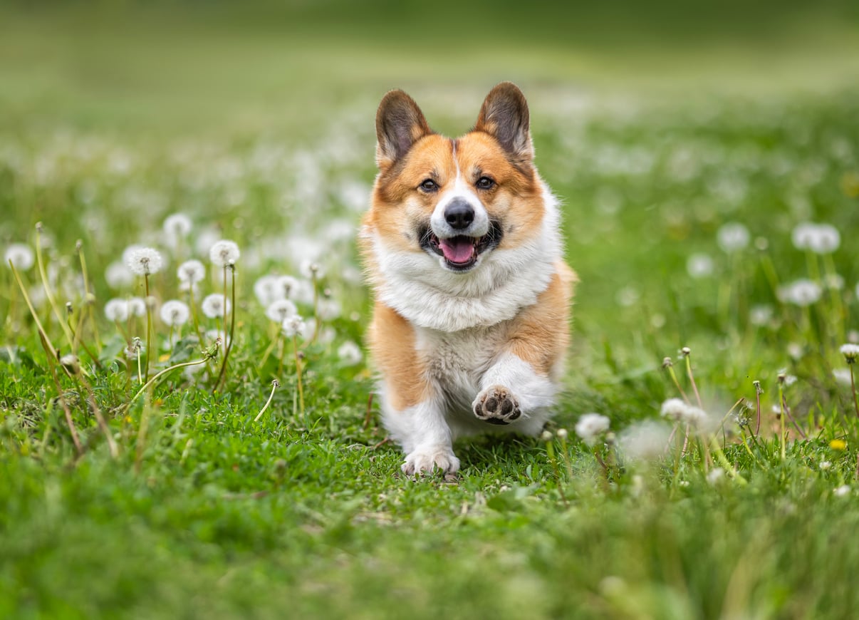 Pembroke Welsh Corgi for National Corgi Day