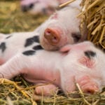 National Pig Day