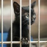 International Rescue Cat Day