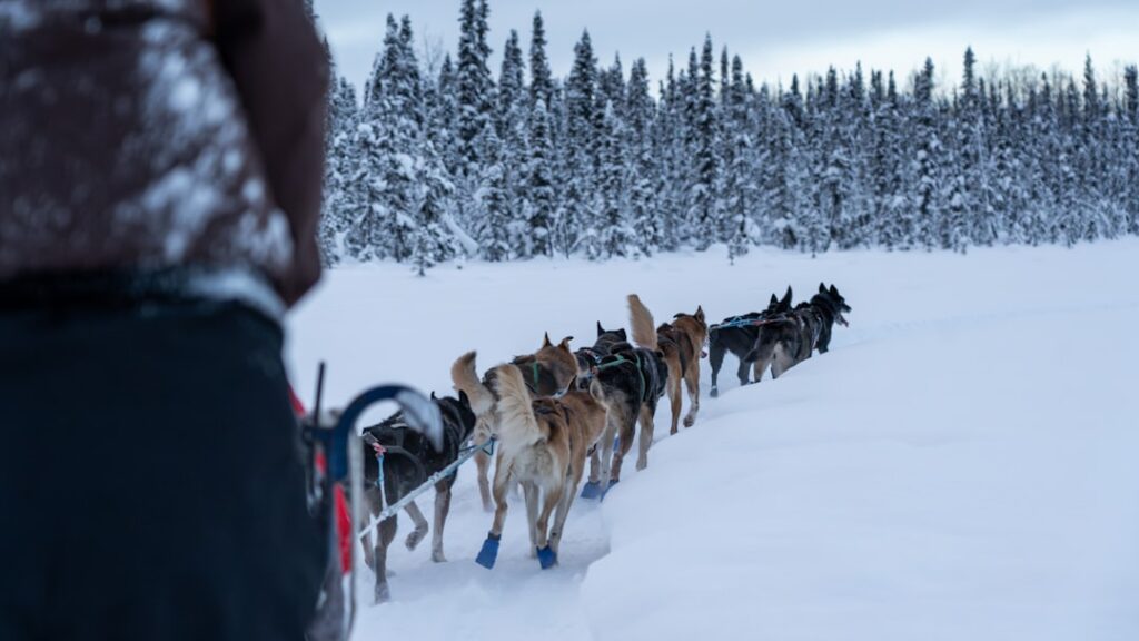 Sled dogs racing in snow for Iditarod Trail Sled Dog Race