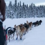Iditarod Trail Sled Dog Race