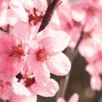 Peach Blossom Day