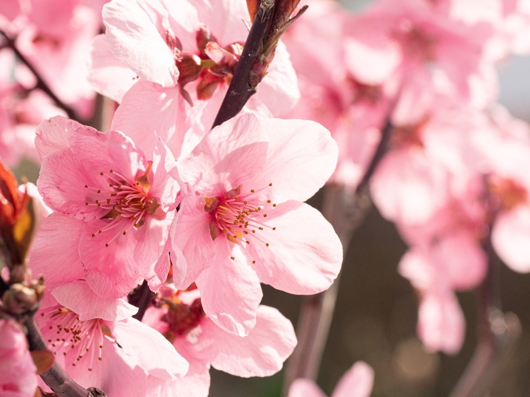 Pink peach blossoms in spring for Peach Blossom Day