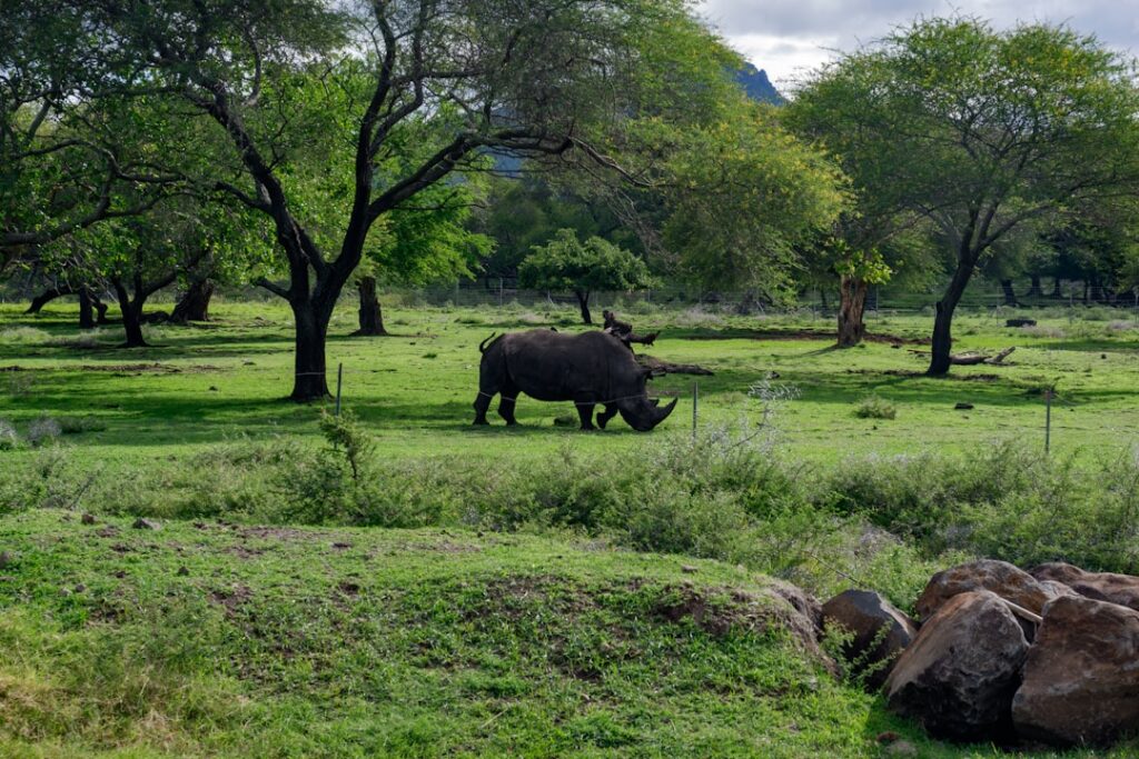 Wildlife in nature for World Wildlife Day
