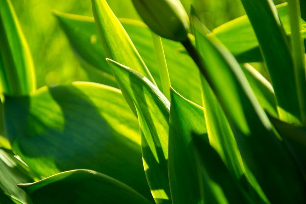 Biobased products for National Biobased Products Day