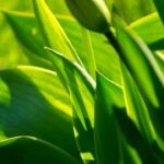 National Biobased Products Day