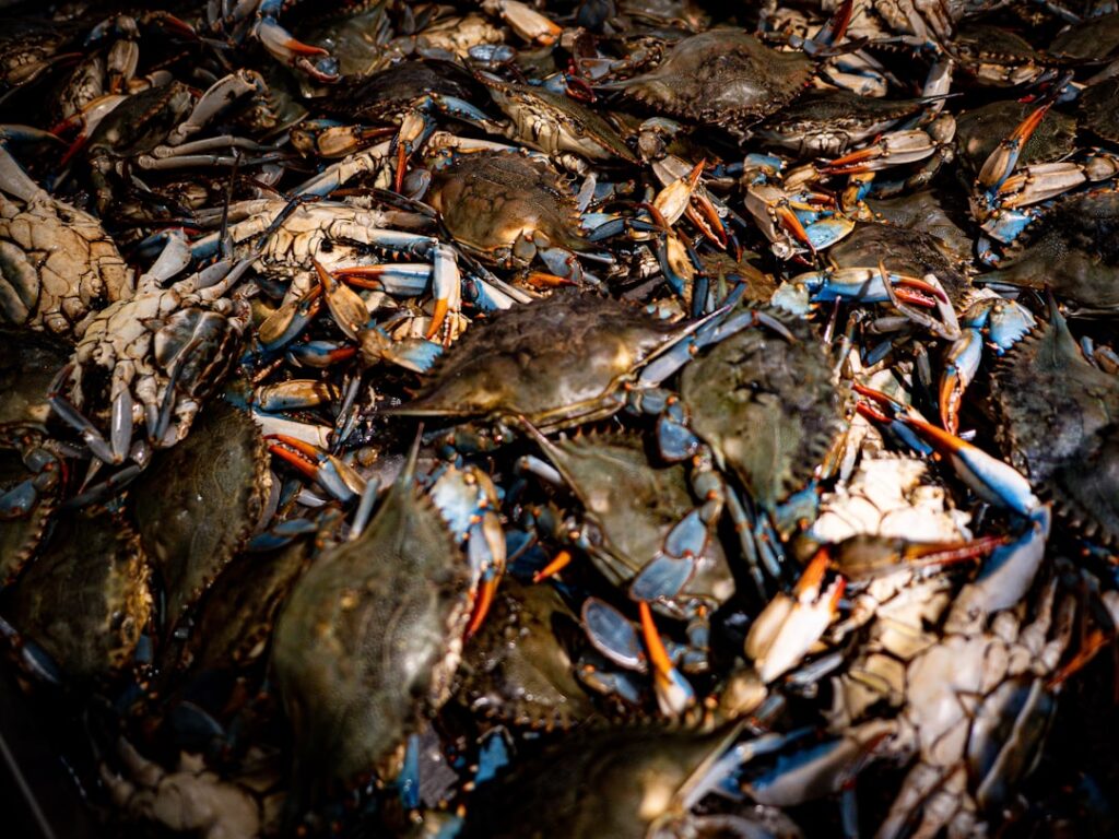Fresh crab meat for National Crab Meat Day