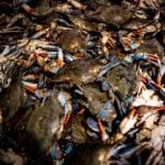 National Crab Meat Day