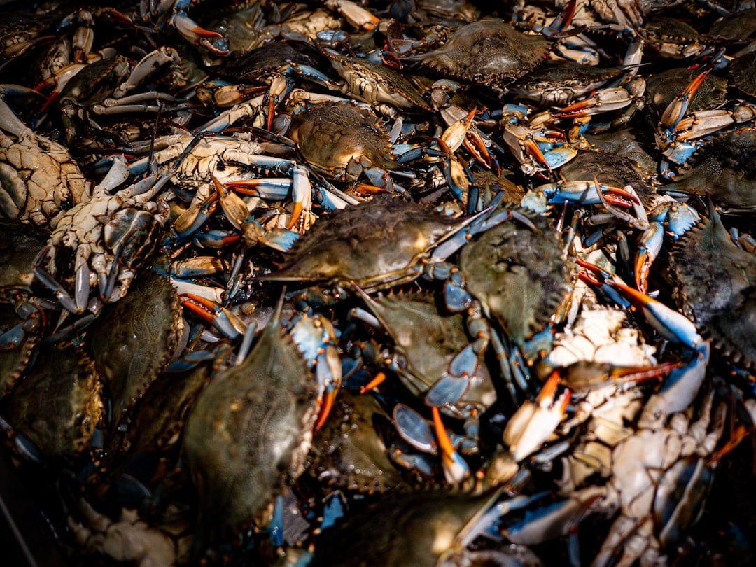 Fresh crab meat for National Crab Meat Day