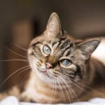 World Cat Month