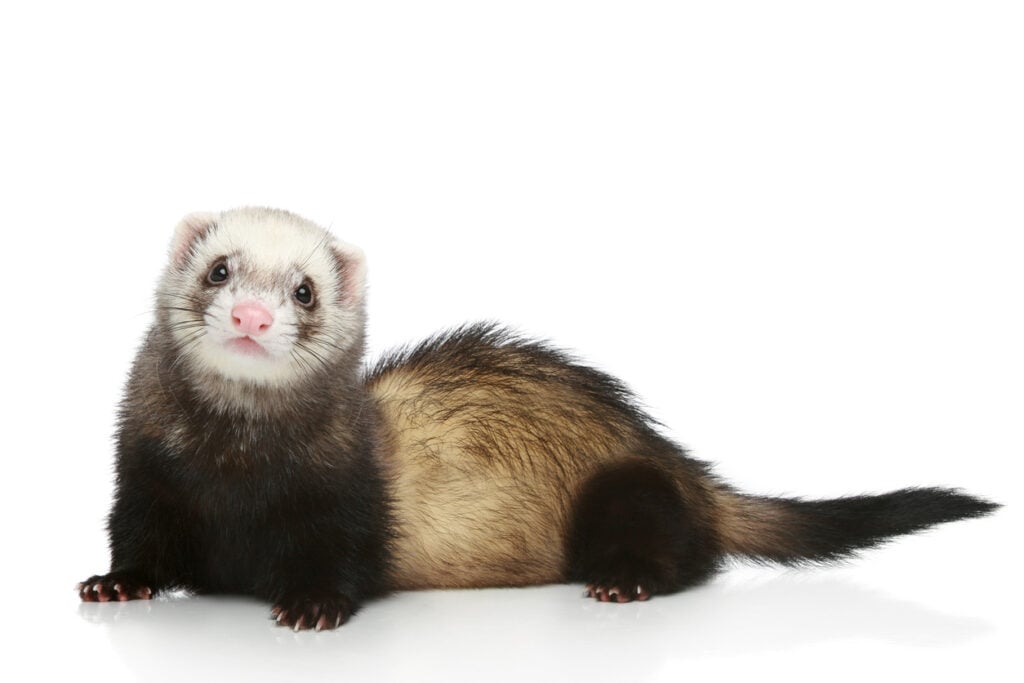 National Ferret Day