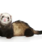 National Ferret Day