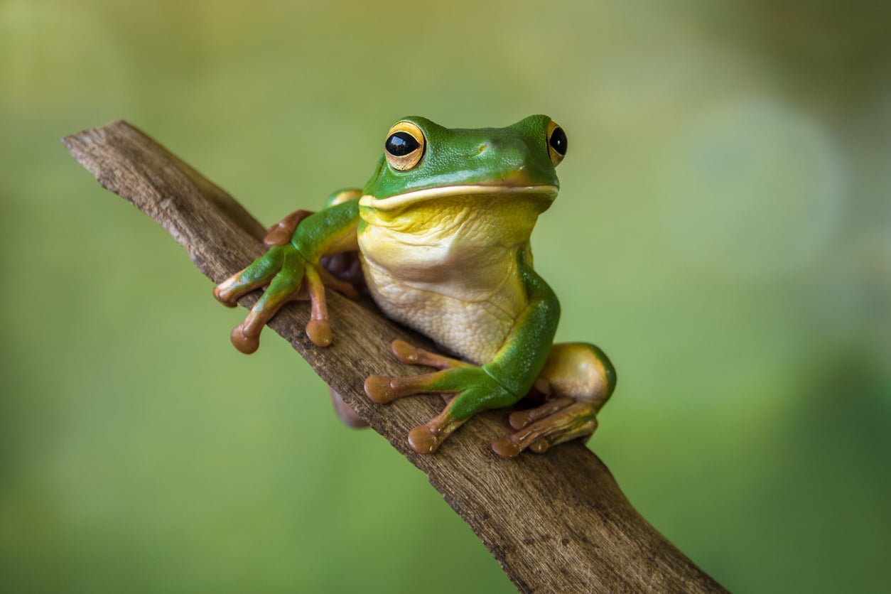Green tree frog for National Frog Month