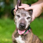 Adopt A Senior Pet Month